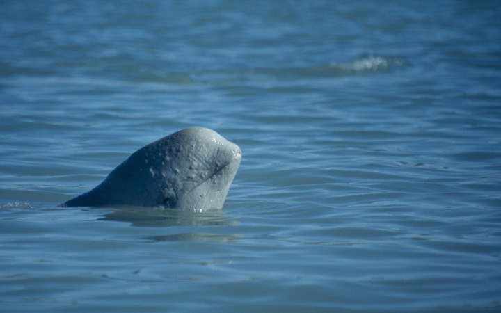 Young Beluga whale, Delphinapterus leucas, looking out of the water at Cunningham Inlet on Somerset Island, Nunavut. 