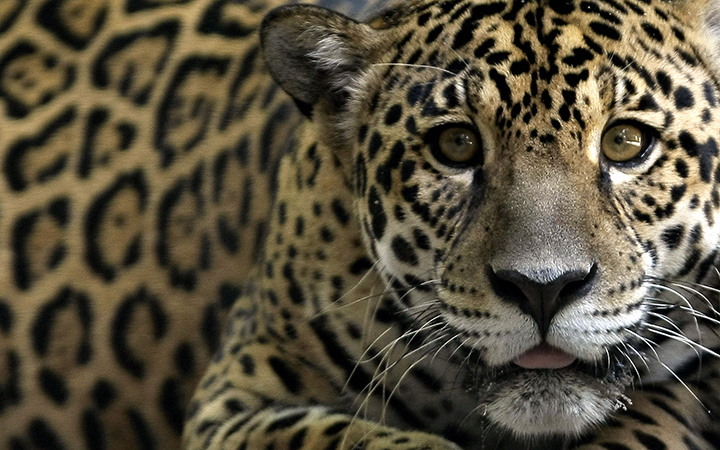 A 'Jaguar', one of an endangered native species of Amazonian fauna, lies at a natural reserve certified by the Brazilian Institute for the Environment and Natural Resources, located on the shores of the Rio Negro, the Amazon River’s largest affluents, in Manaus, northern Brazil, on October 2, 2008.