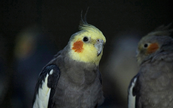 Cockatiels inside their cage at The Kamala Nehru Zoolgical Garden in Ahmedabad on January 3, 2009.