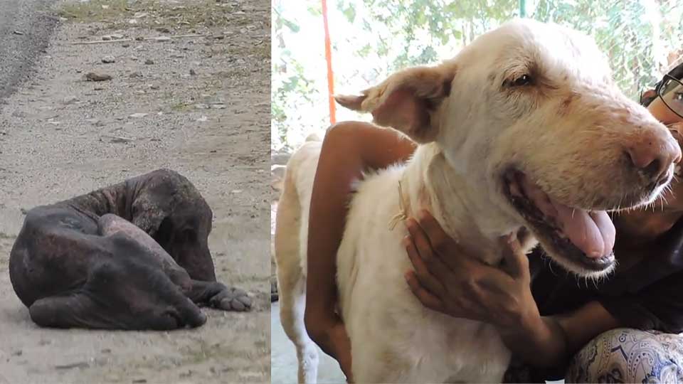 Sick dog who had ‘given up’ makes incredible recovery in public service ...