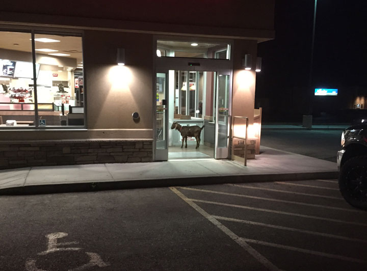 Warman RCMP had to deal with a stubborn goat early Sunday morning at a Tim Hortons in Martensville, Sask.