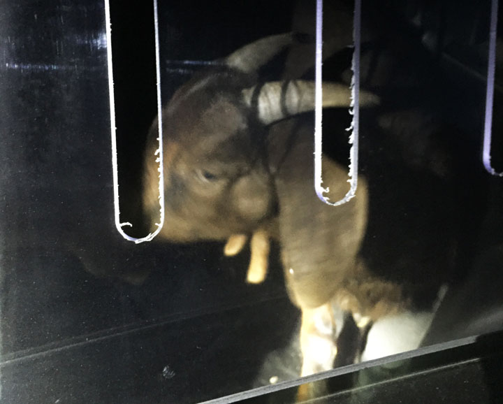 Saskatchewan RCMP released this photo of a goat found at a Tim Hortons in Martensville.