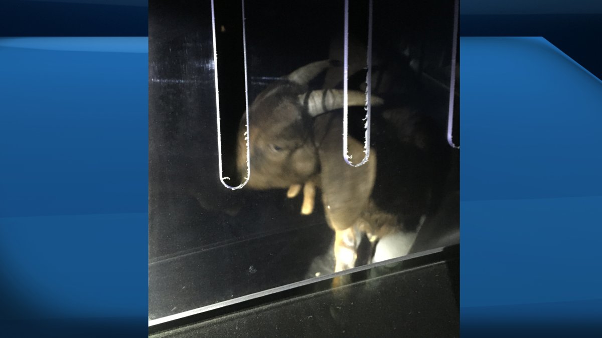 This goat's night on the town landed him in the back of an RCMP cruiser.