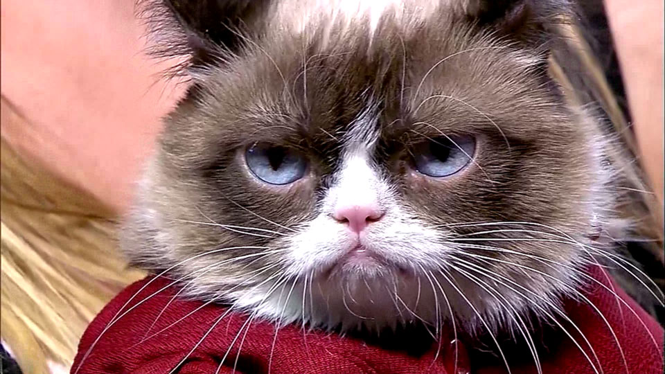 Internet sensation Grumpy Cat ‘throws’ first pitch at Diamondbacks game - image