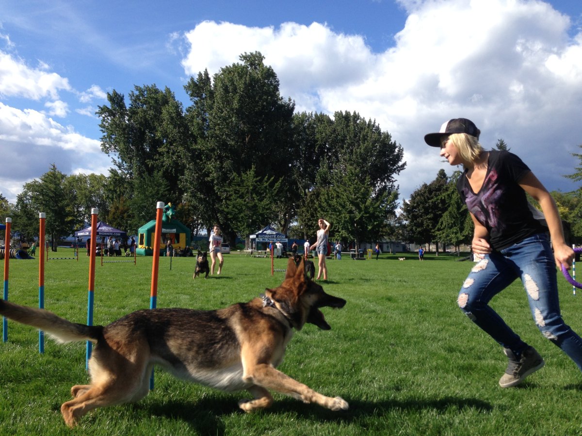 Paws for a Cause at Kelowna City Park - image