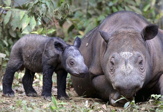 FILE - In this June 25, 2012 file photo, female Sumatran rhino named Ratu, right, is seen with her newly-born calf at Way Kambas National Park in Lampung, Indonesia.