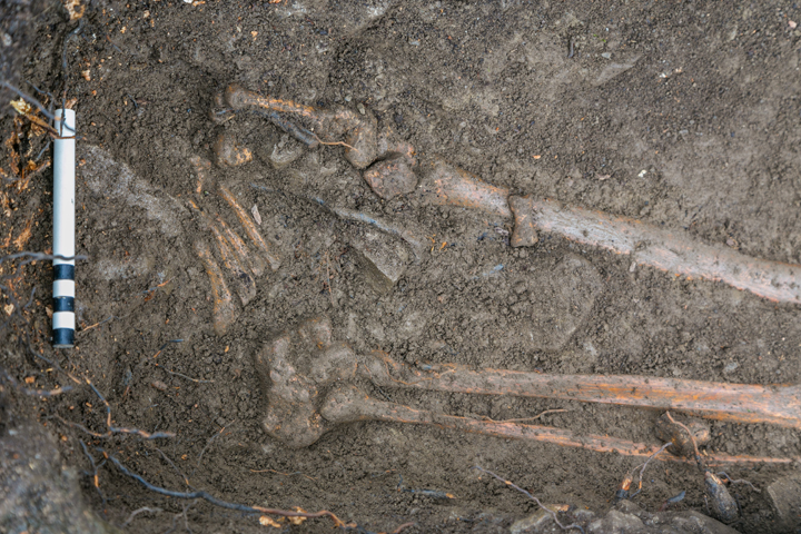 The leg bones of a young man from Medieval times are found in the ground in Ireland.