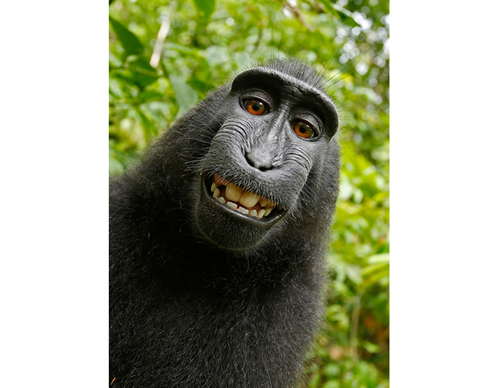 This 2011 photo provided by People for the Ethical Treatment of Animals shows a selfie taken by a macaque monkey on the Indonesian island of Sulawesi with a camera that was positioned by British nature photographer David Slater. 