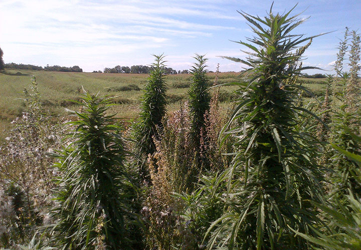 A farmer in west-central Saskatchewan has reported a crop of suspicious-looking plants he believes is marijuana.