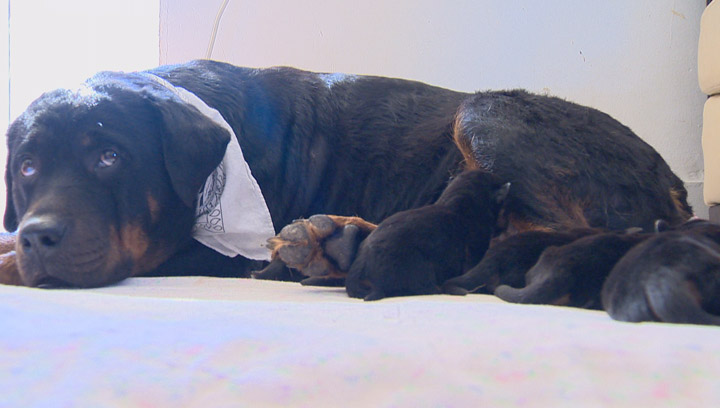 Princess, a Rottweiler who disappeared while giving birth, has been returned to her Saskatoon owner along with all her puppies.