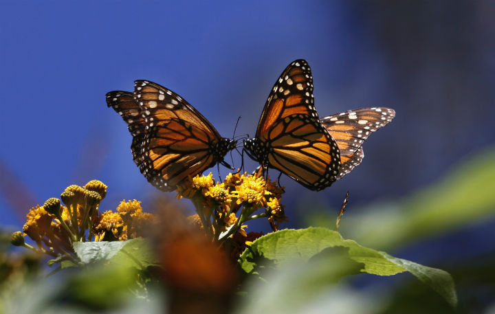 Monarch butterflies gather on top of flowers at the Monarch Butterfly Biosphere Reserve, near the town of Chincua, Mexico in this file photo..