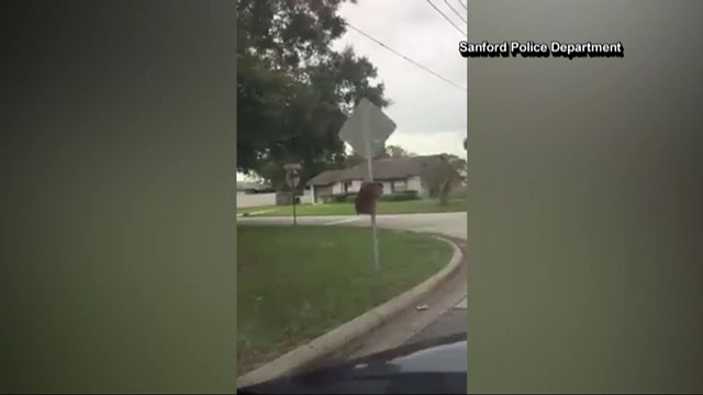 Monkey escapes cage, runs wild in Florida neighbourhood - image