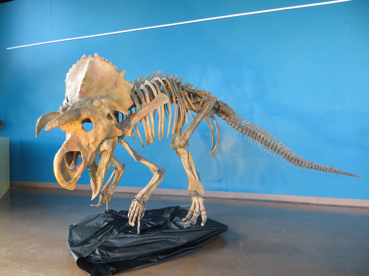 Palaeontologists have used cutting-edge 3D printing techniques to create the missing pieces of a new species of dinosaur. Triebold Paleontology, Incorporated, headquartered in Colorado's Rocky Mountain Dinosaur Resource Center, had unearthed a new species of ceratopsian dinosaur. 