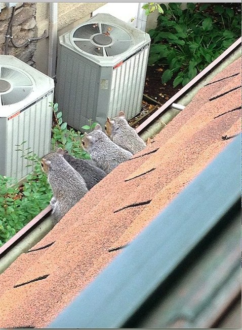 This 2014 photo courtesy of Paul Marszalek shows a litter of baby squirrels taking one of their first looks at the big, wild world after spending their first few weeks in the homeowner’s attic, in Larchmont, N.Y. Squirrels, which have babies twice a year, like to next in the attics of homes, largely because they are warm and cozy when temperatures dip.