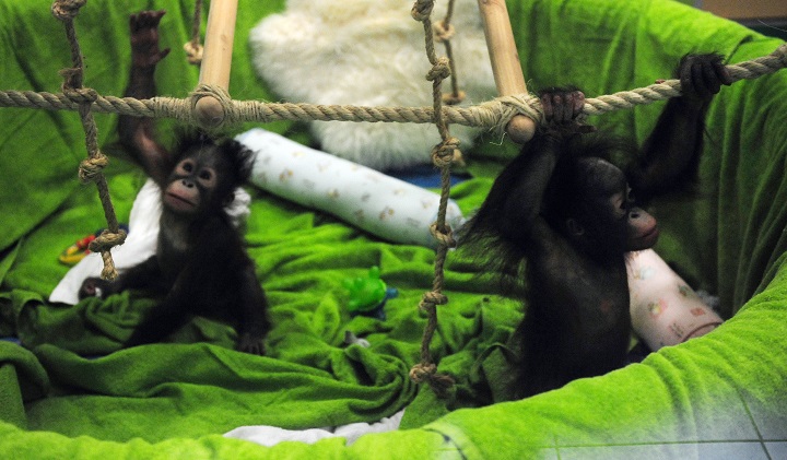 (ANTONY DICKSON/AFP/Getty Images)