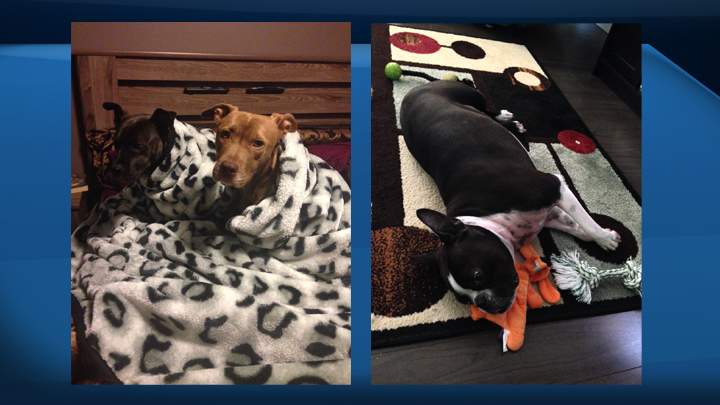 If you're a family pet in Canada, the Queen City is where you want to be - it was ranked the number 1 city in the country for pampered pets.