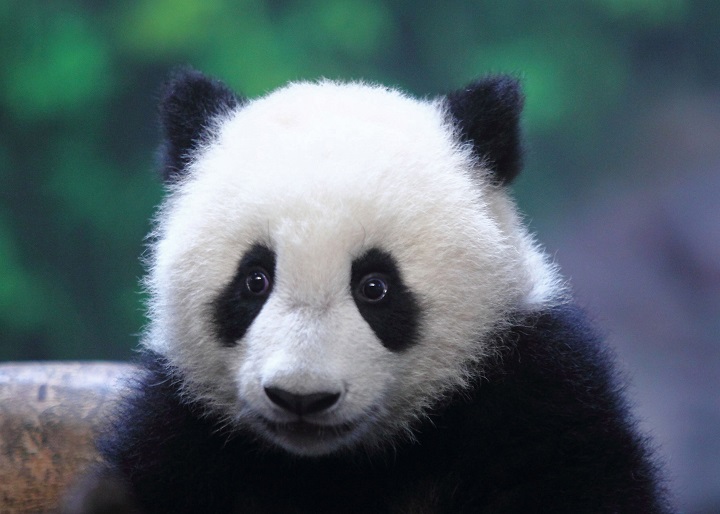 Pandas not alone as animals slow to reproduce - image