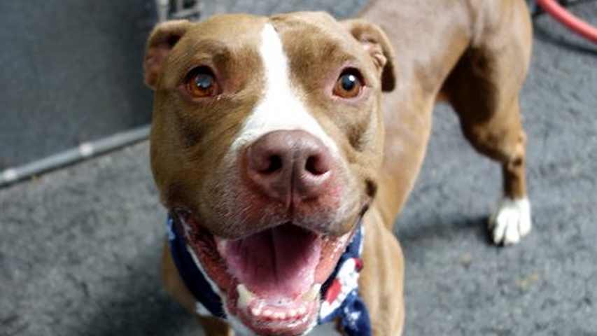 Montreal moves to ban calèches, tightens animal welfare laws - image