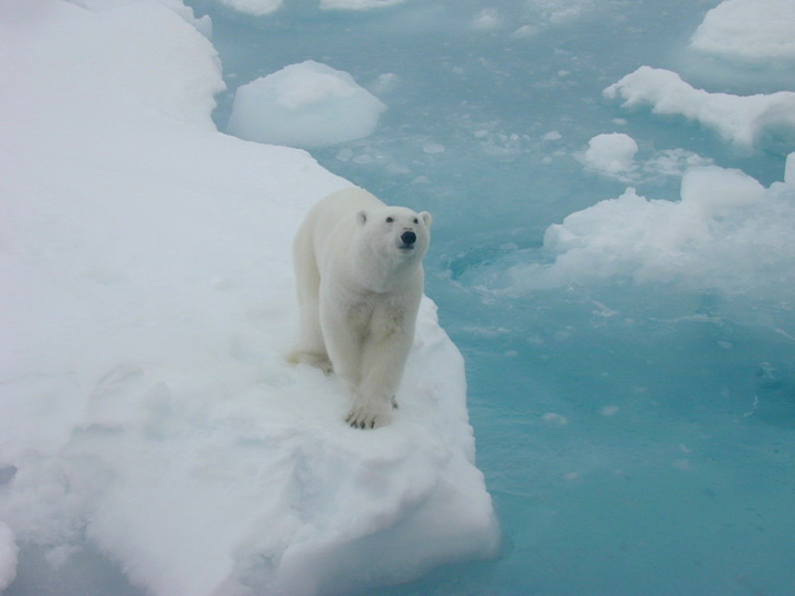 A polar bear on an ice flow in the Arctic. 