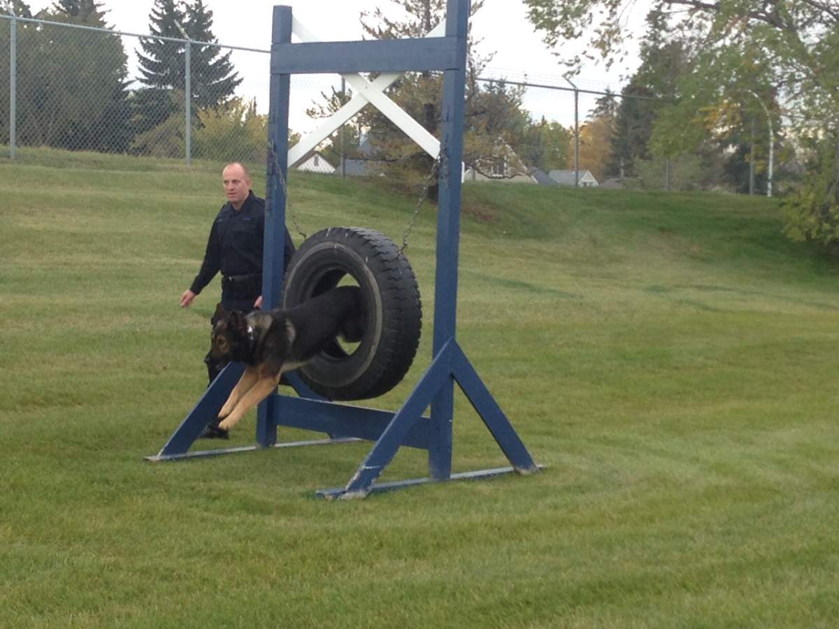 Edmonton police Const. Murray Burke and PSD Maverick showing off their skills Tuesday morning after bringing home top honours from the Canadian Police Canine Association Trials. September 29, 2015.