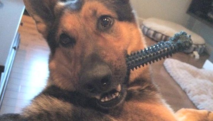 Saskatoon police dog Kato had to put the bite on a man attempting to flee from officers Friday morning.