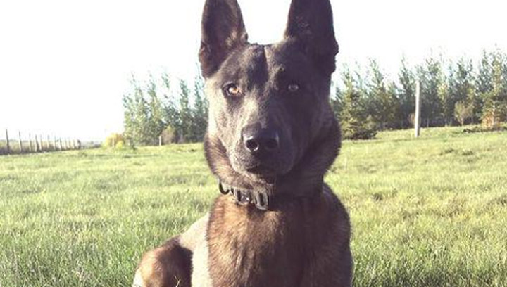 Saskatoon police service dog Rush tracked down a man hiding under a deck early Sunday morning as part of a suspicious vehicle investigation. Three teens and two men were arrested in three separate incidents in Saskatoon over the weekend.