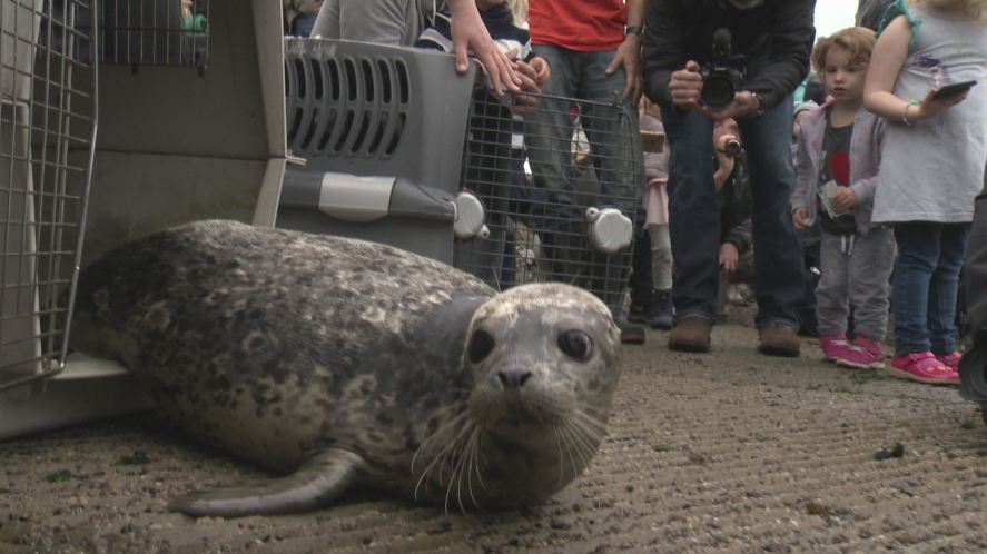 GALLERY: 11 rescued seal pups released into Burrard Inlet - image