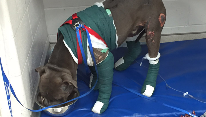 The Saskatoon SPCA has started a fundraiser page to raise money to pay for the treatment of a dog dragged by a minivan.