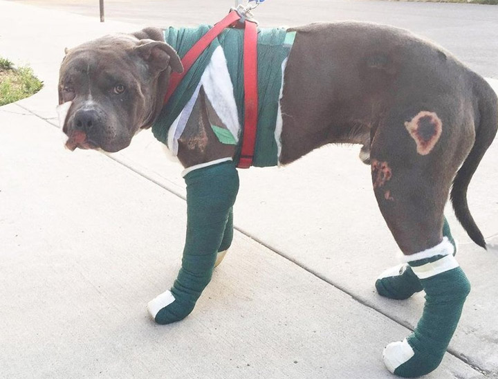 The Saskatoon SPCA has started a fundraiser page to raise money to pay for the treatment of Henry, a pitbull who suffered serious injuries after being dragged by a minivan.