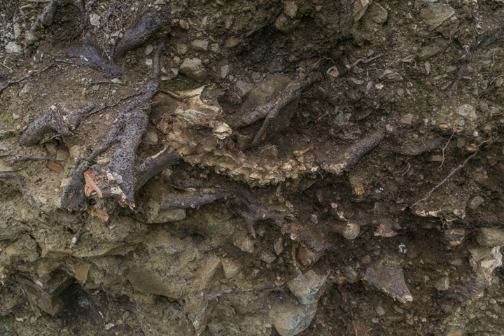 The spine of a young man from about 1,000 years ago were found trapped in a tree in Ireland.