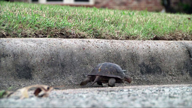The Guelph Humane Society is asking drivers to watch out for turtles crossing the road this time of year.