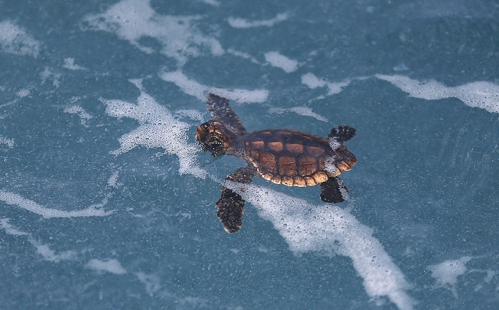 Pandas not alone as animals slow to reproduce - image