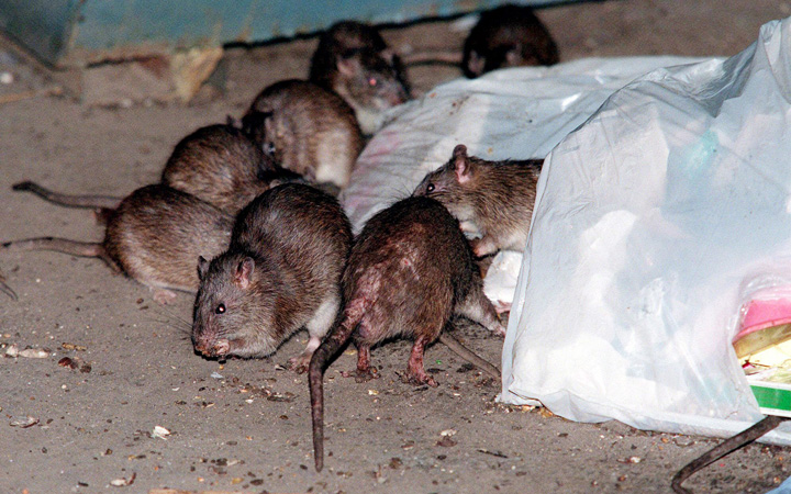 Vancouver, Burnaby and Victoria topped Orkin Canada’s yearly top-20 rattiest B.C. cities list.