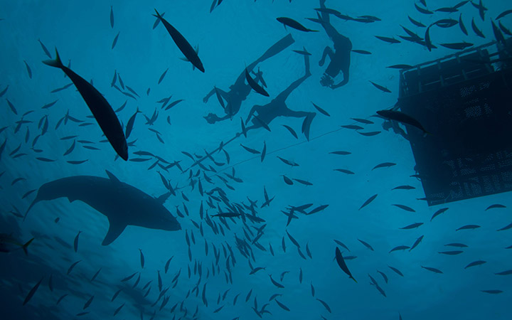 A Great White shark and divers off Guadalupe Island, Mexico.