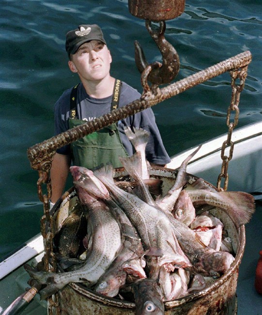 Increased northern cod quota could slow species’ recovery: conservationist - image