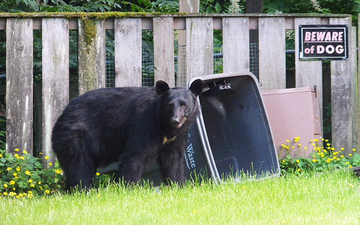 This year, nuisance bears have forced trail closures in Alberta, ripped through screen doors to steal food inside Ontario cabins, settled for eating cake out of the garbage near Ottawa, and one cub broke into a parked car in Manitoba. A black bear looks up from rifling through the garbage in the front yard of a home in Juneau, Alaska.