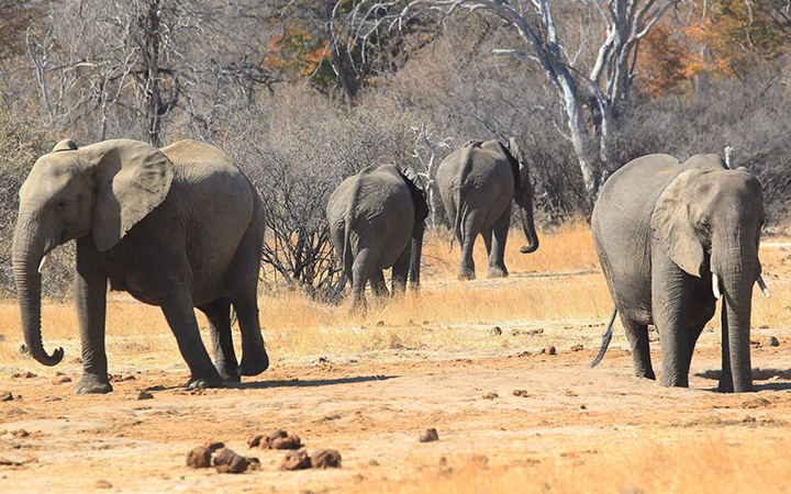 Elephants roam freely near a railway track in Hwange about 700 kilometres south  west of Harare, Zimbabwe, Thursday, Aug. 6, 2015.