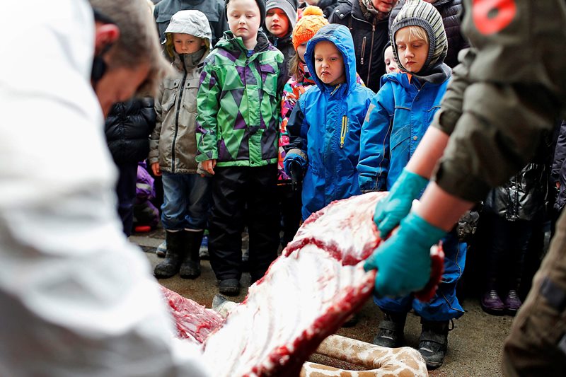 In this Sunday, Feb. 9, 2014 file photo, children watch as Marius, a male giraffe, is dissected, at the Copenhagen Zoo, in Denmark, Sunday, Feb. 9, 2014.