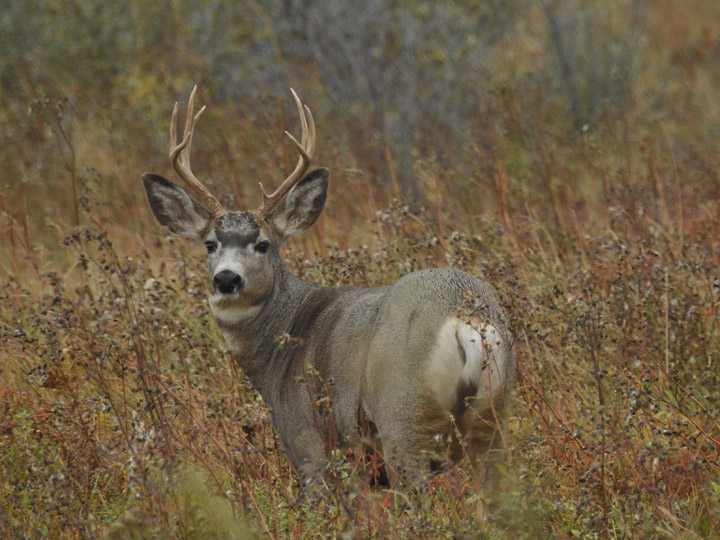 Oct. 5: This Your Saskatchewan photo of a mule deer was taken by Lloyd de Zeeuw near Milden.