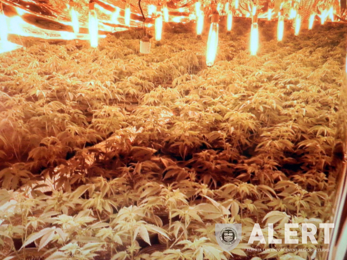 Alberta Law Enforcement Response Teams removed 3,284 plants, worth an estimated value of nearly $4 million on the street, from one of the the largest indoor marijuana grow-operation ever discovered in Alberta. 
