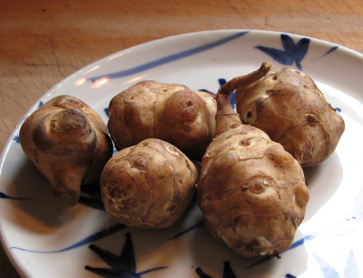 The Jerusalem artichoke is neither an artichoke, nor is it from Jerusalem. The native tuber was among the first native plants to be carried across the Atlantic. Now they are being rediscovered, turning up packed in fancy bags labeled "Sunchokes" on supermarket shelves. They're tasty and among the easiest vegetables to grow.   