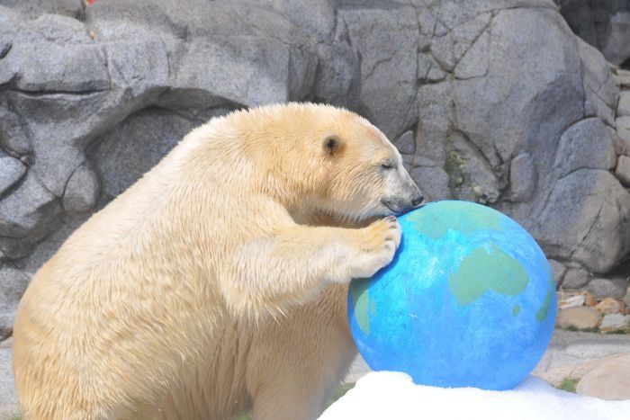 Henry, a two-and-a-half-year-old polar bear who was born in Australia, is the newest addition to the Cochrane Polar Bear Habitat.