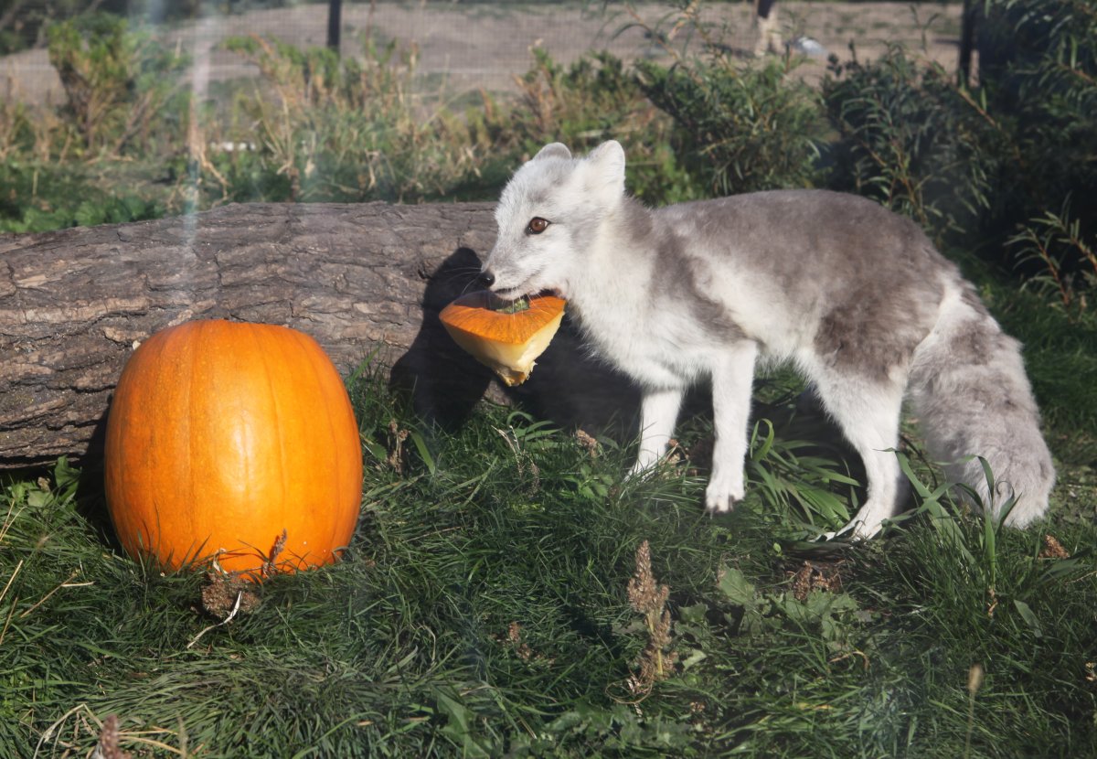 Assiniboine Park Zoo animals have been posing and playing with pumpkins for the zoo's Thanksgiving Fall Festival. 