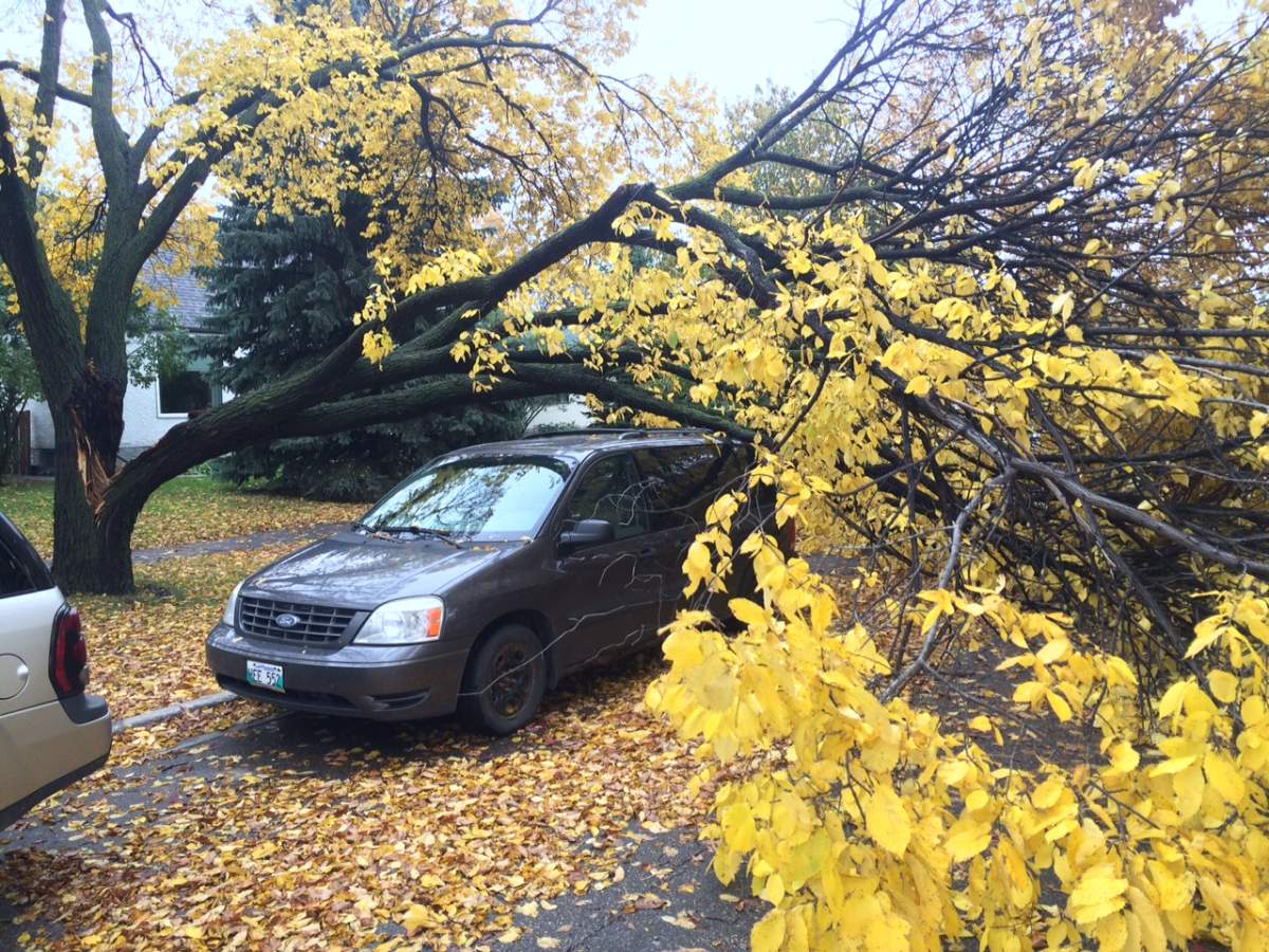 The wind knocked down a tree on Bartlet Avenue on Monday.  