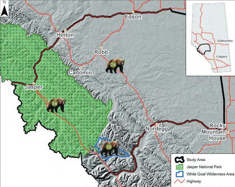 West-central Alberta grizzly bear population doubled in last 10 years ...