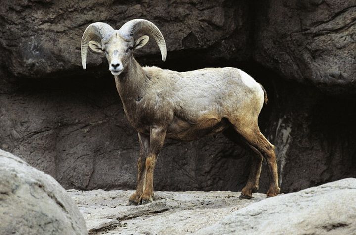 The Wild Sheep Society of B.C. says they began receiving reports in mid-July of sheep in a South Okanagan herd exhibiting symptoms of a bacteria called Mycoplasma ovipneumoniae.