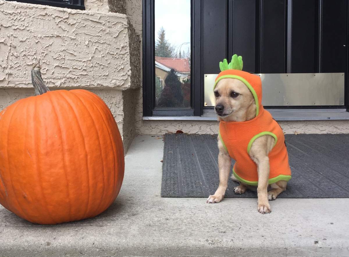 Here’s Buffy in her pumpkin outfit!
