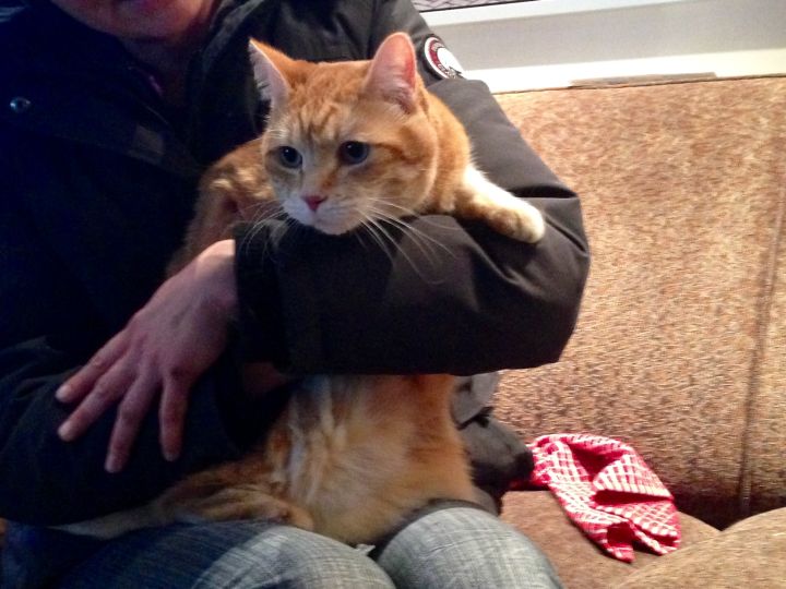 Cat suspicious death