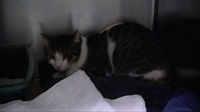 Massachusetts woman finds cat stuck in car engine - image