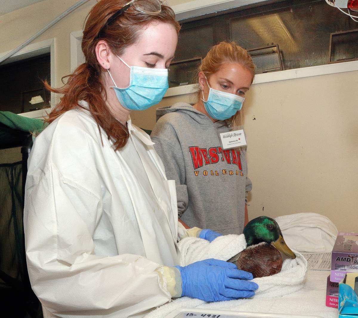 Courtesy of the Wildlife Rescue Association